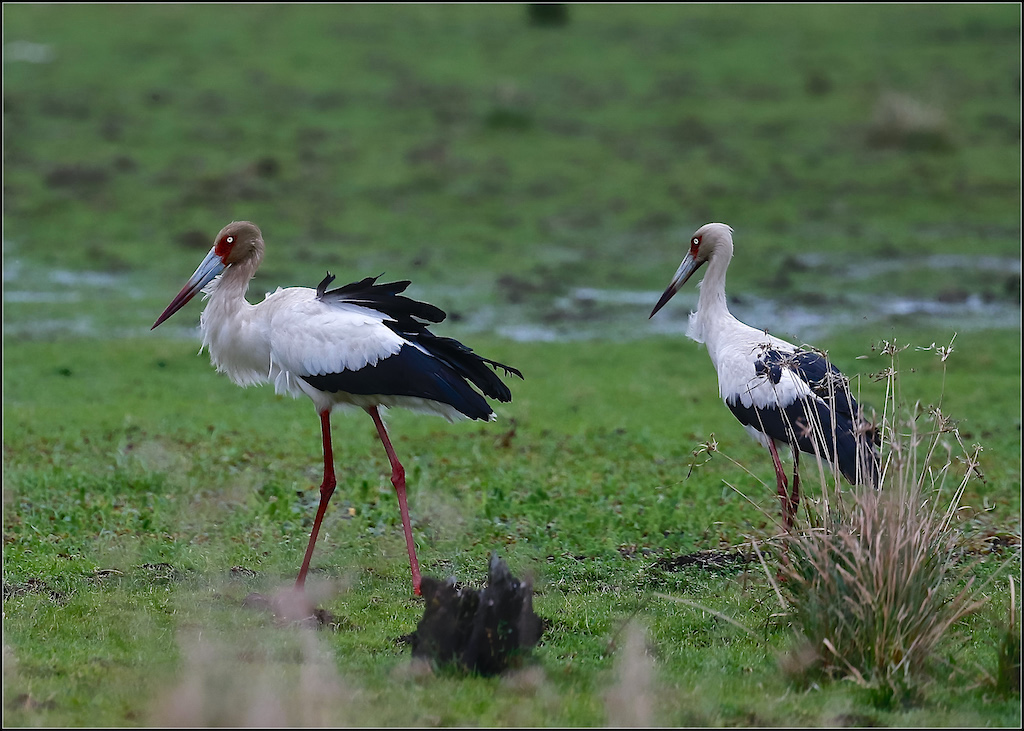 Maguari Storks