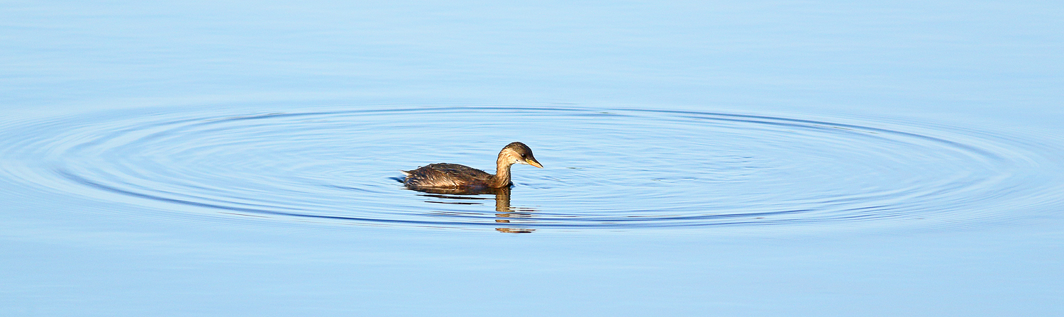 Making ripples.....Little grebe
