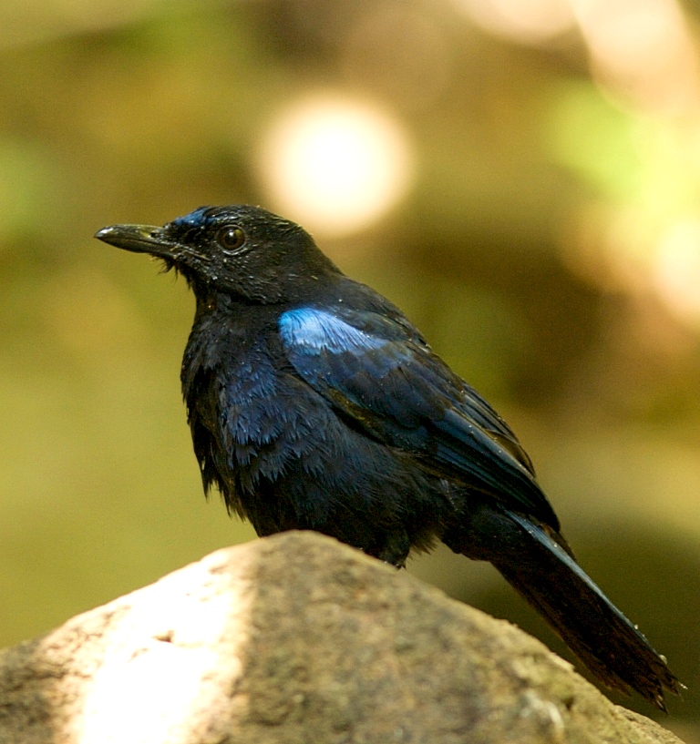 Malabar Whistling-thrush