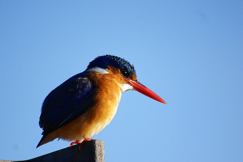 Malachite Kingfisher