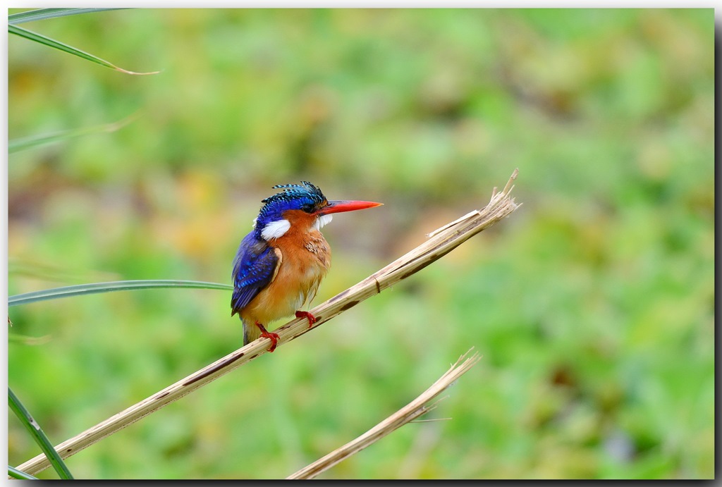 Malachite Kingfisher