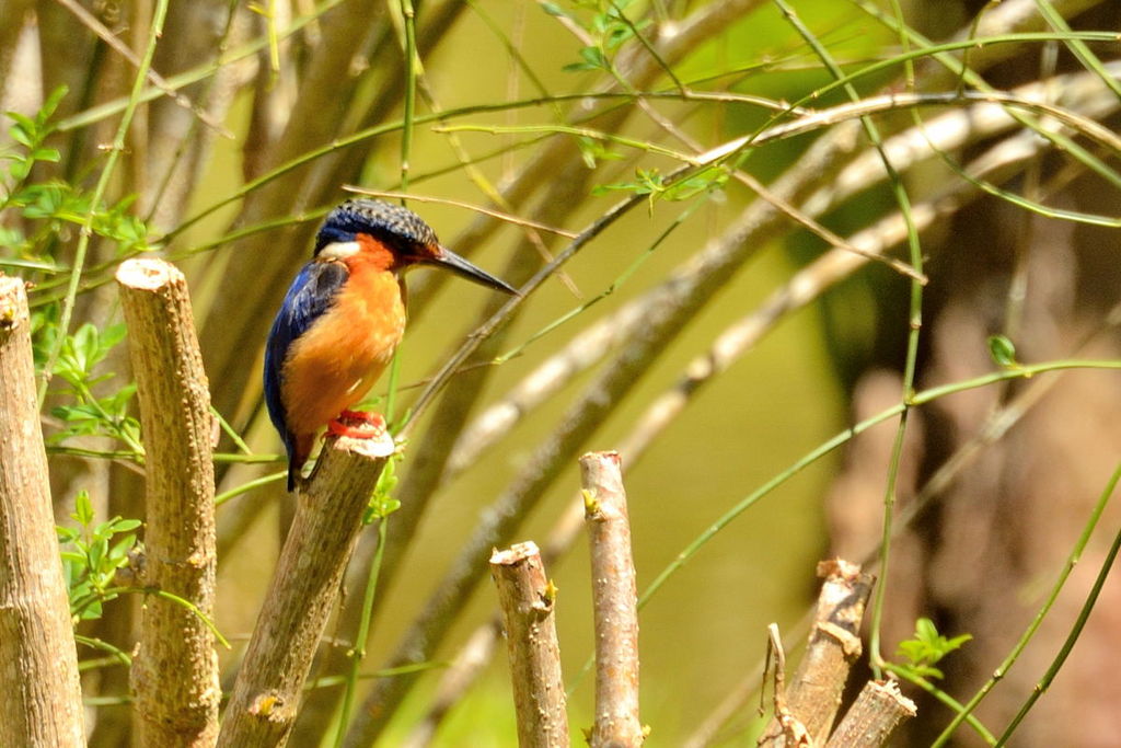 Malagasy Kingfisher or Madagascar Kingfisher (Alcedo vintsioides)