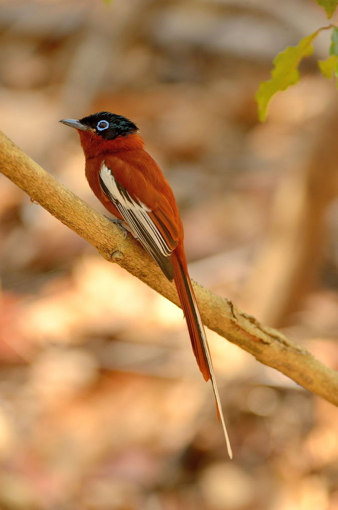 Malagasy Paradise Flycatcher (Terpsiphone mutata)