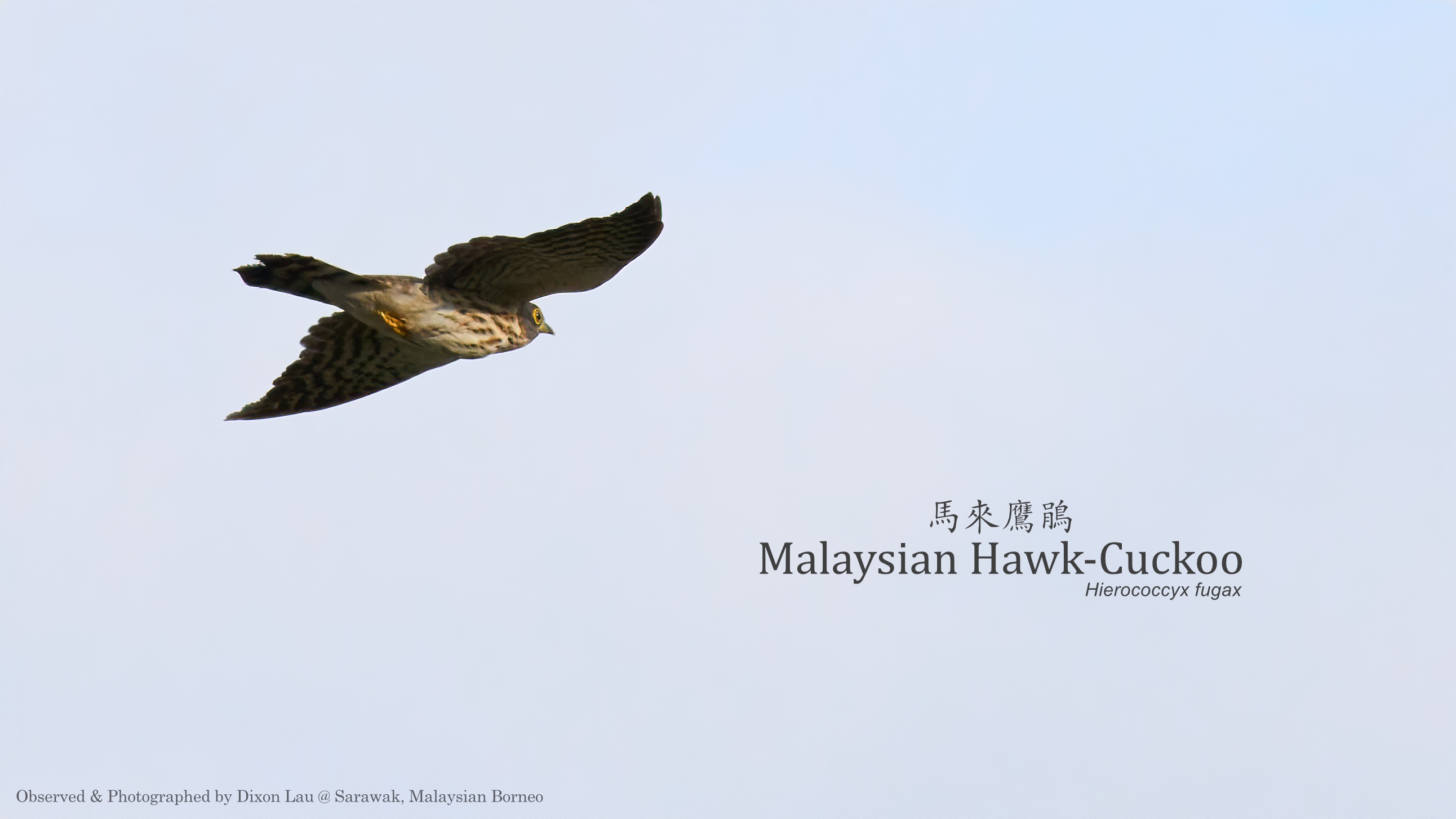 Malaysian Hawk-Cuckoo, Borneo