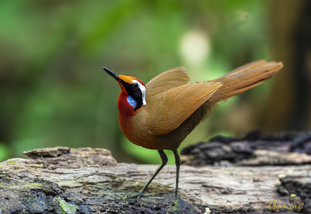 Malaysian Rail-babbler