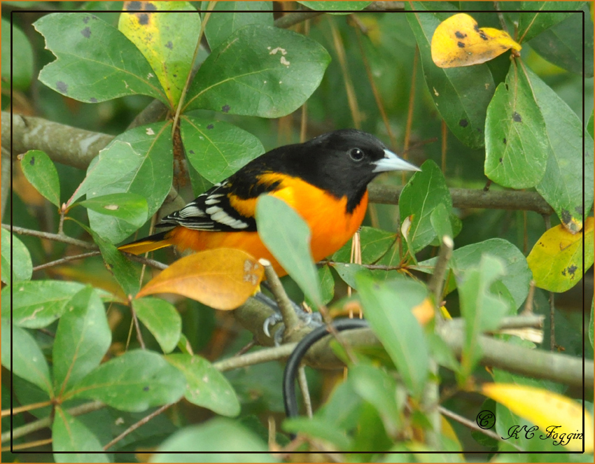 Male Baltimore Oriole