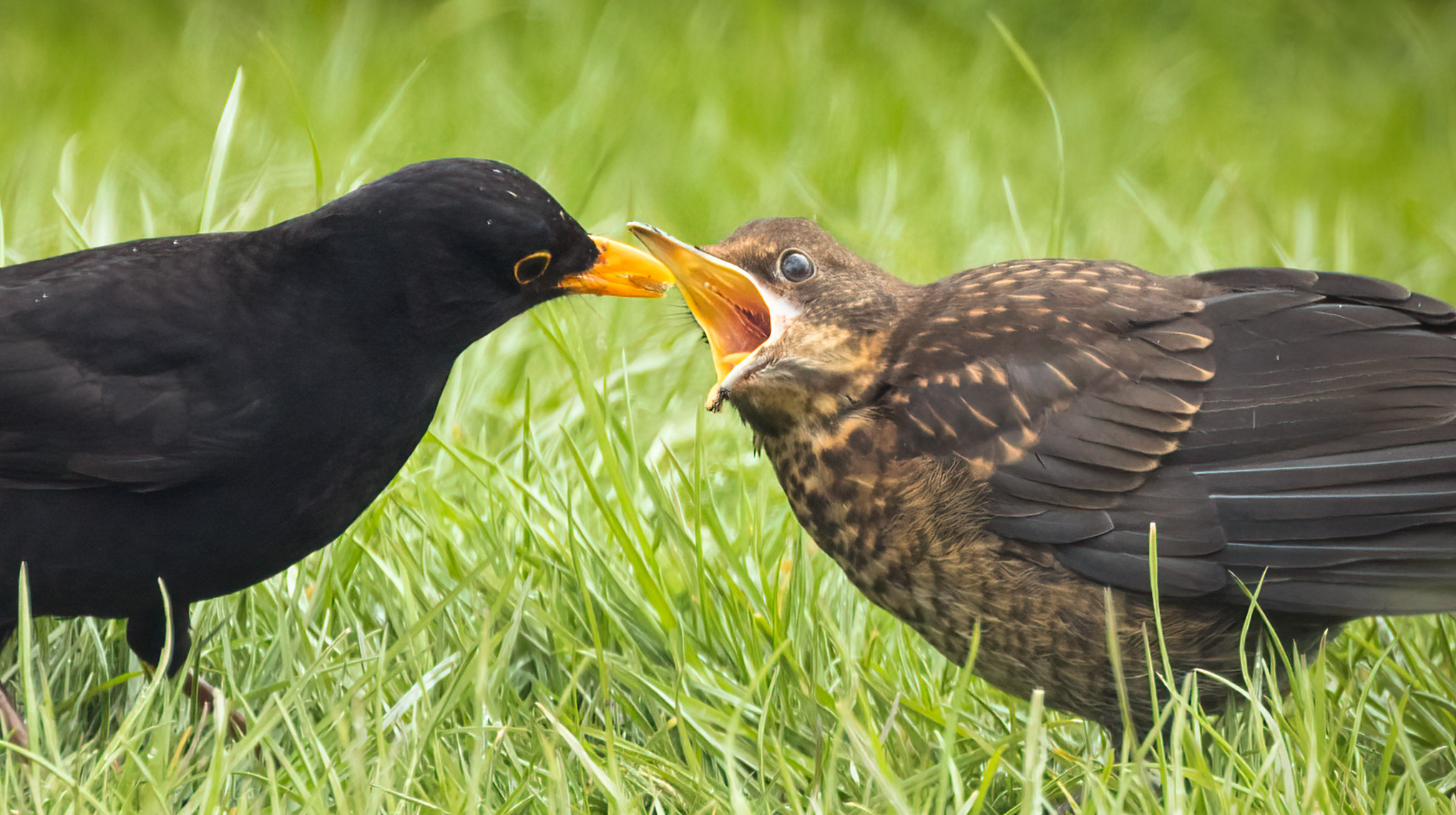 Male Blackbird feeding young.jpeg