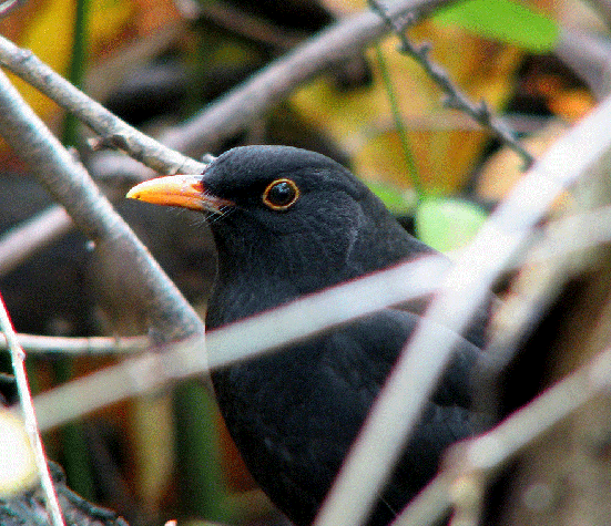 Male Blackbird in a bush