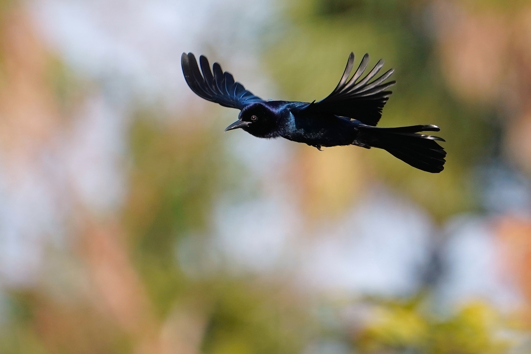 Male boat-tailed grackle in flight