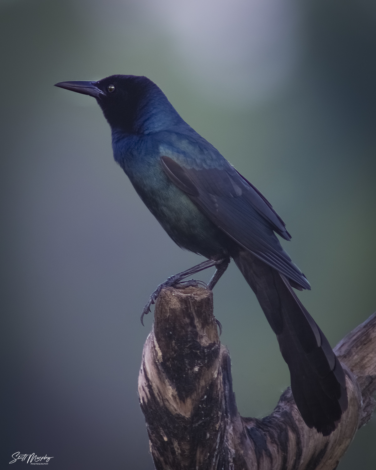 Male Boat Tailed Grackle