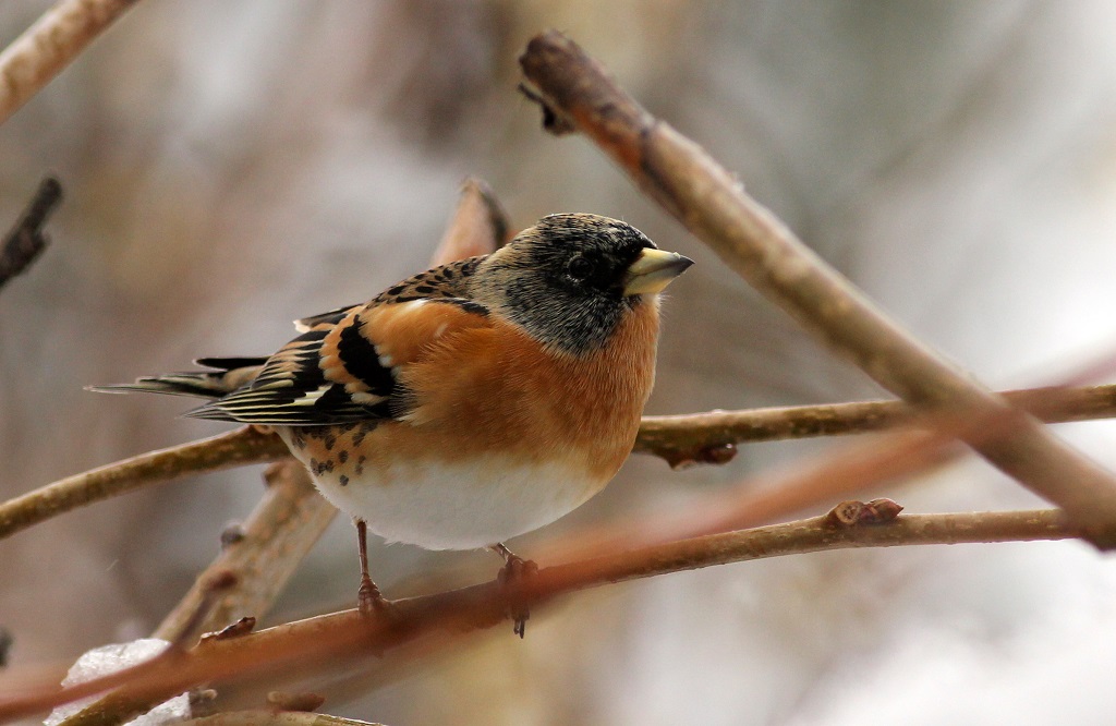 male brambling