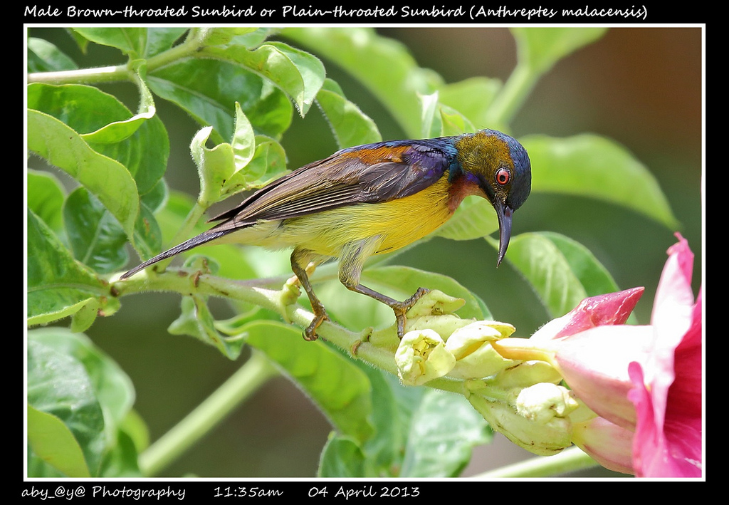 Male Brown-throated Sunbird or Plain-throated Sunbird (Anthreptes malacensi