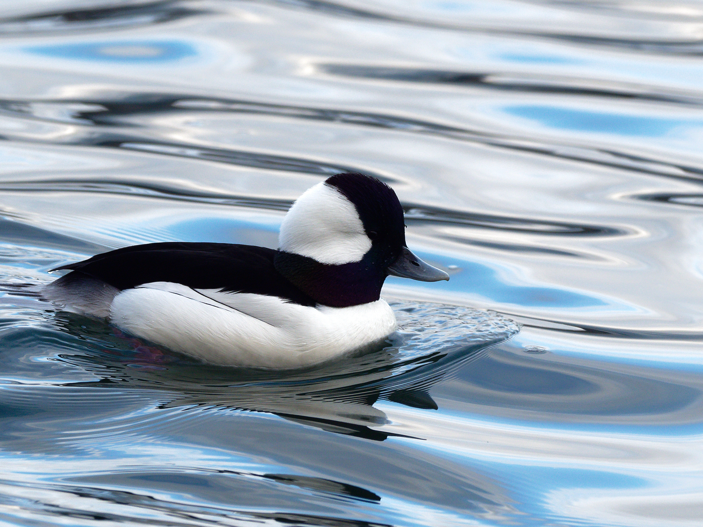 Male bufflehead