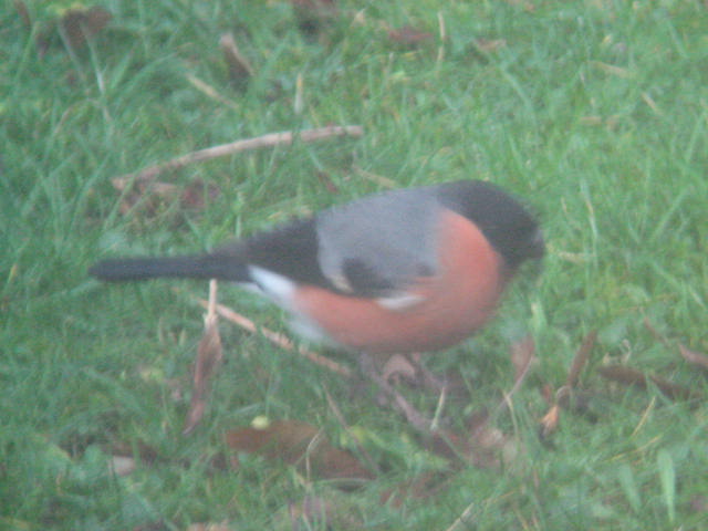 Male Bullfinch