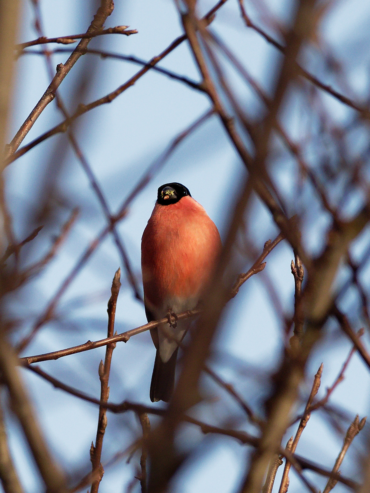 Male bullfinch