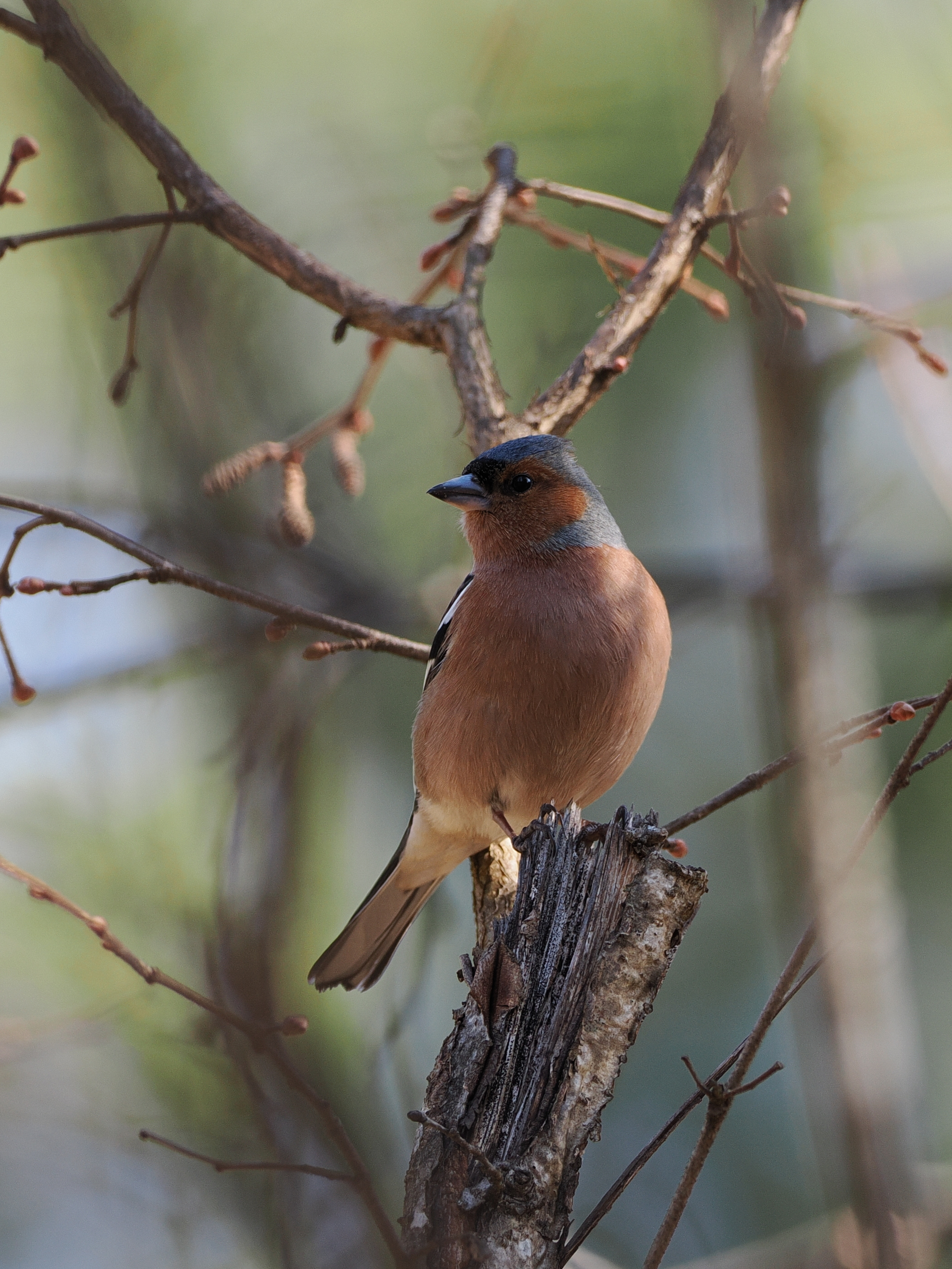 Male chaffinch