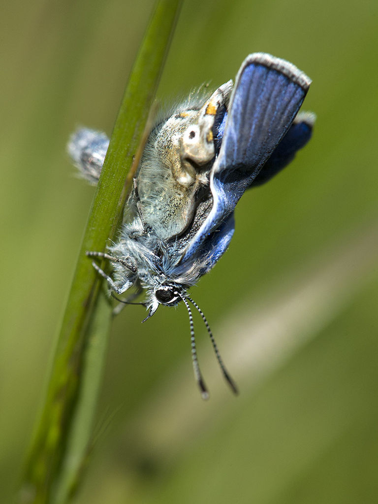 Male common blue emerging from pupa.