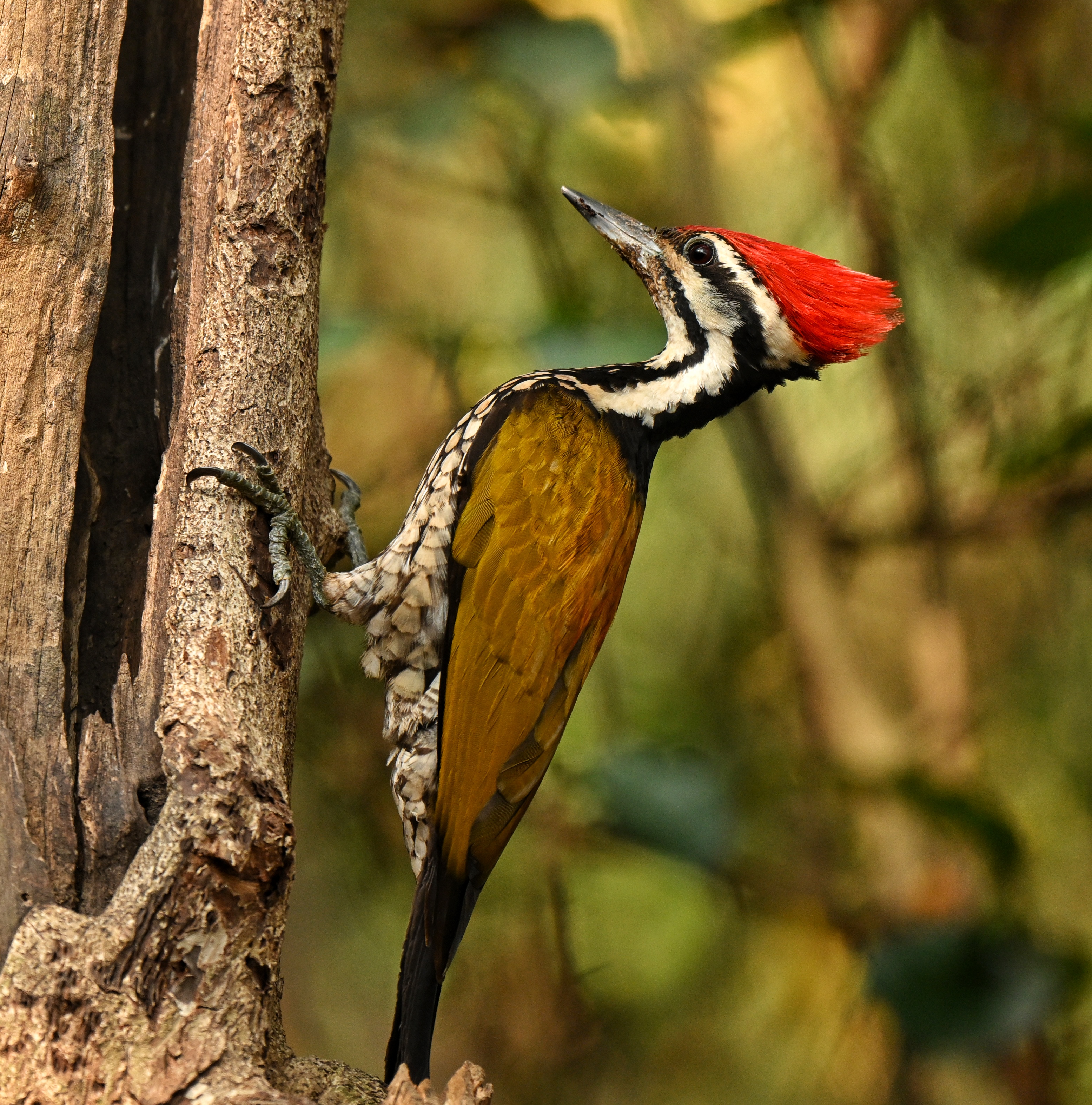 Male Common Flameback Woodpecker.