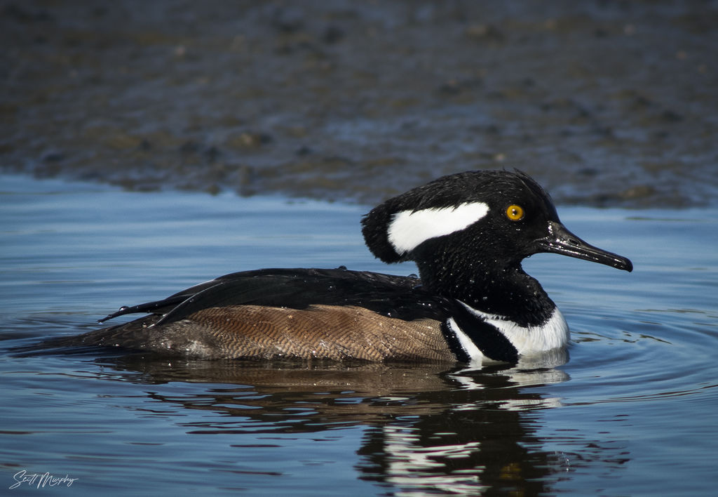 Male Common Hooded Merganser