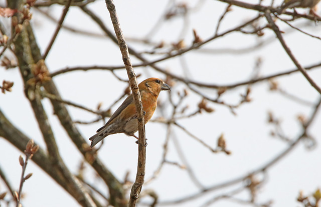 Male Crossbill