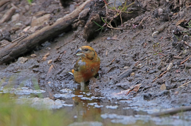 Male Crossbill