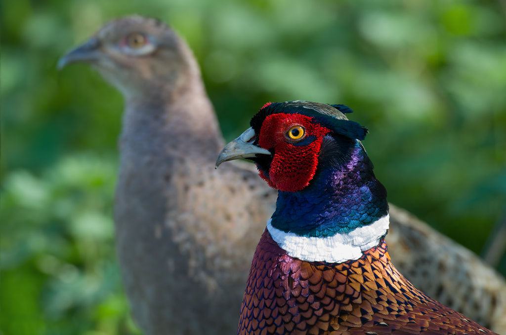 Male + Female Wild Pheasant