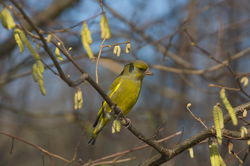 Male Greenfinch