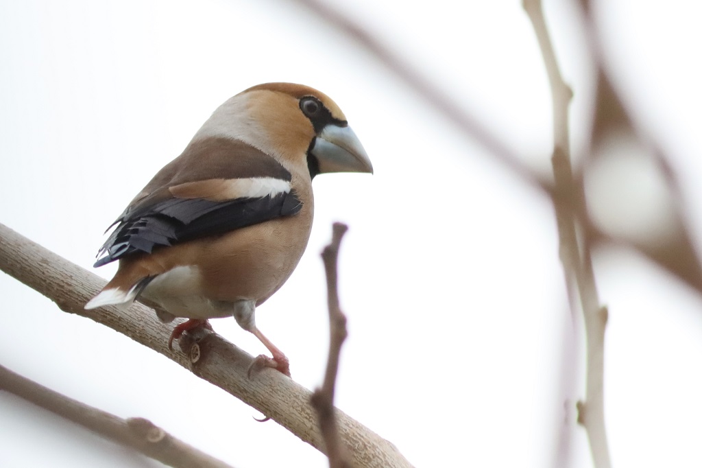 male hawfinch