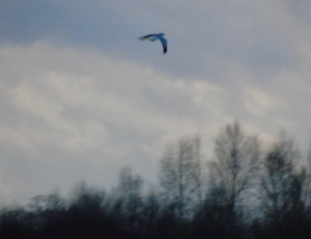 Male hen harrier hunting over Wicken Fen