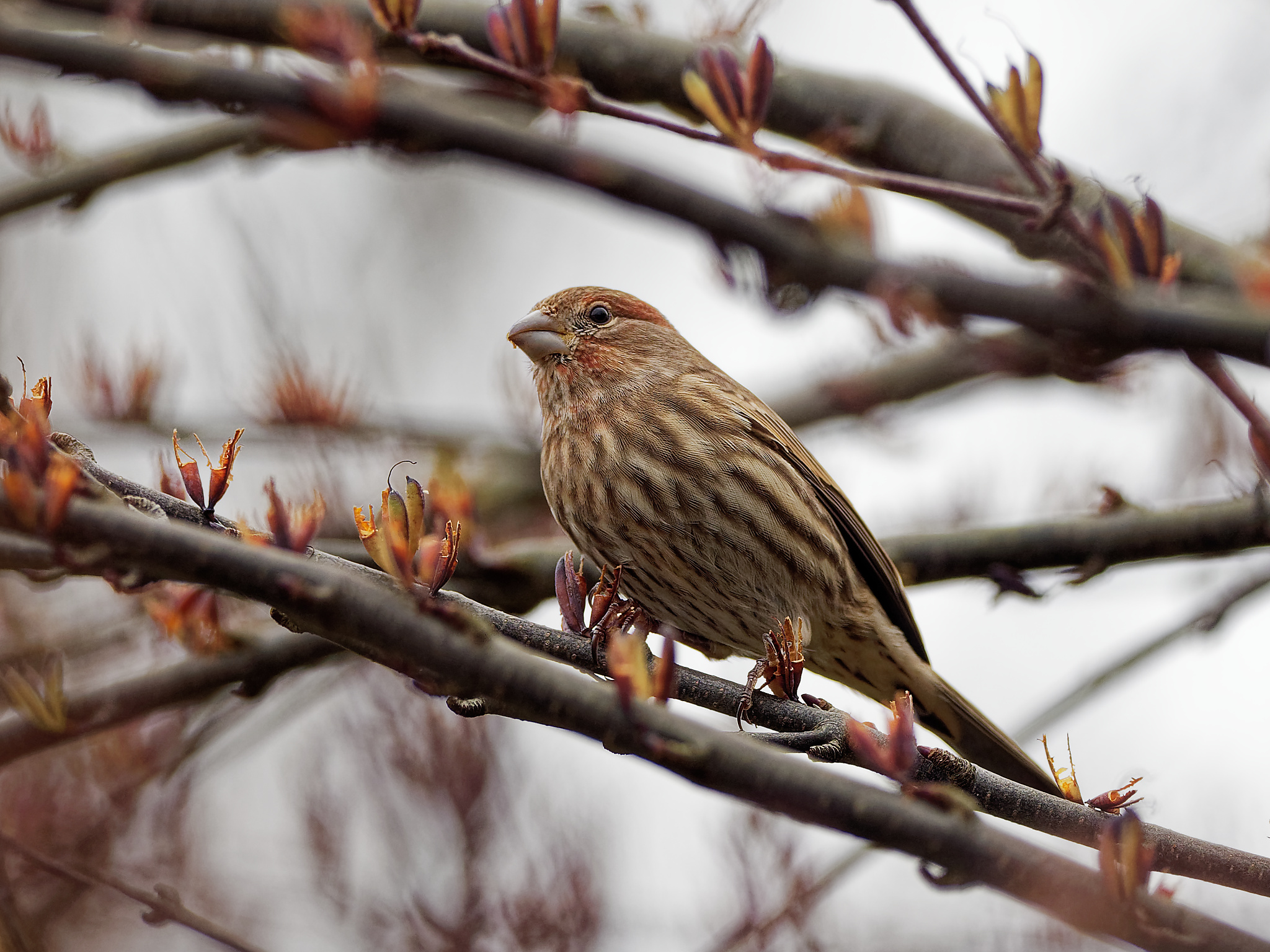 Male house finch