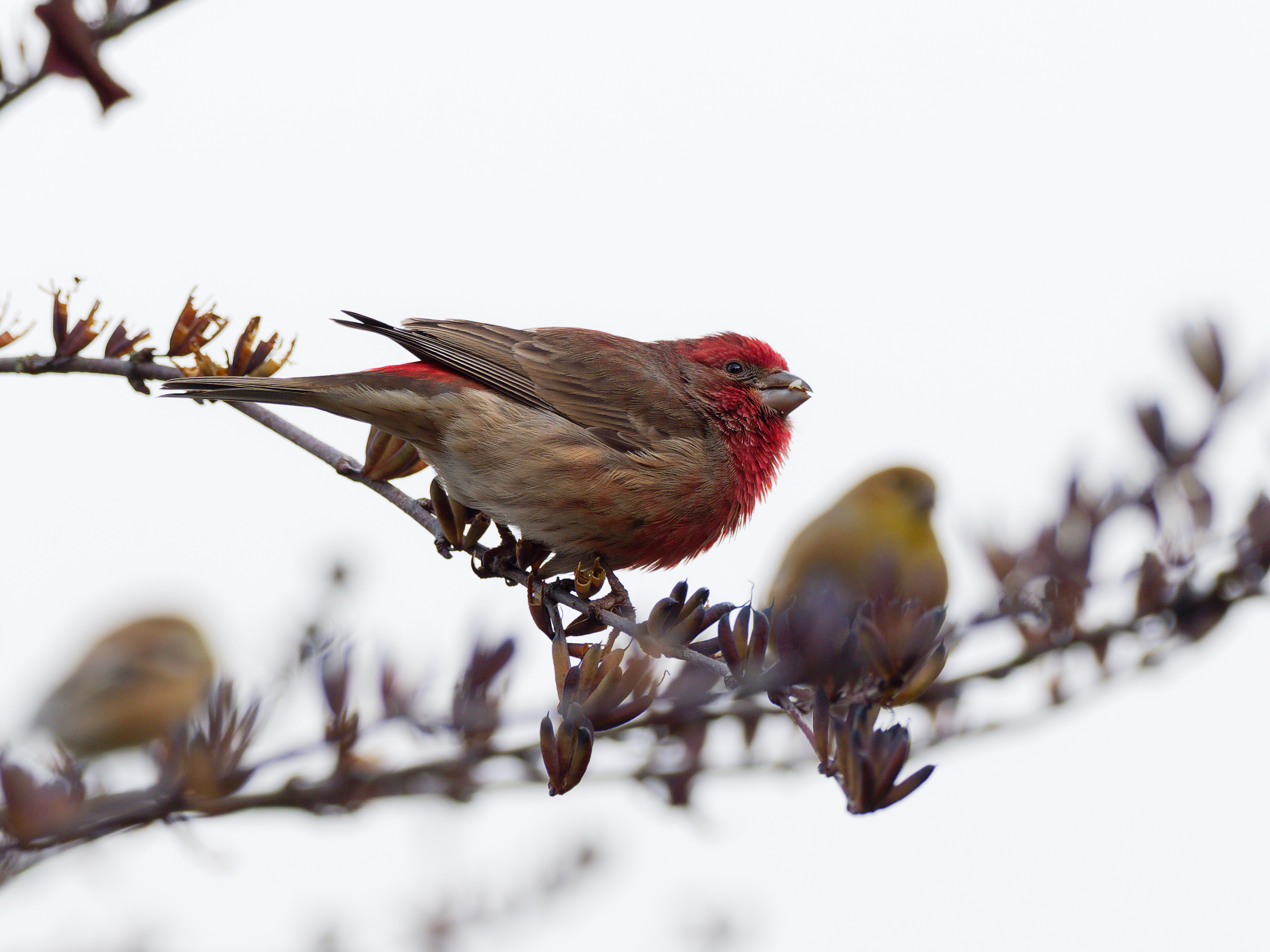 Male house finch