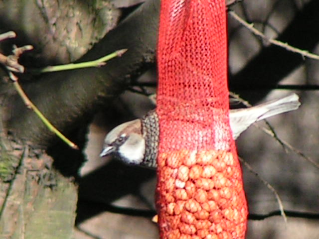 Male Housesparrow