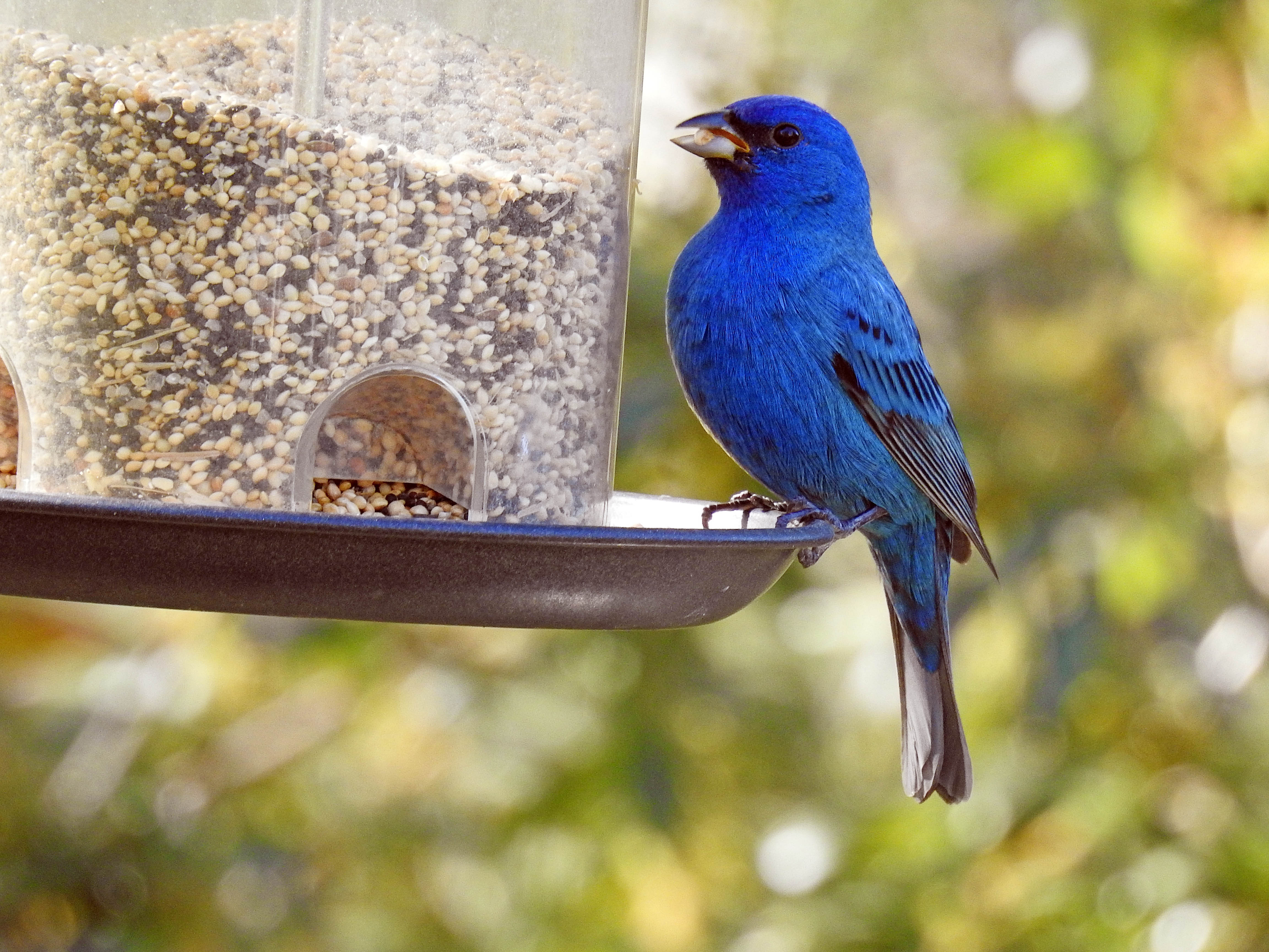 Male, Indigo Bunting