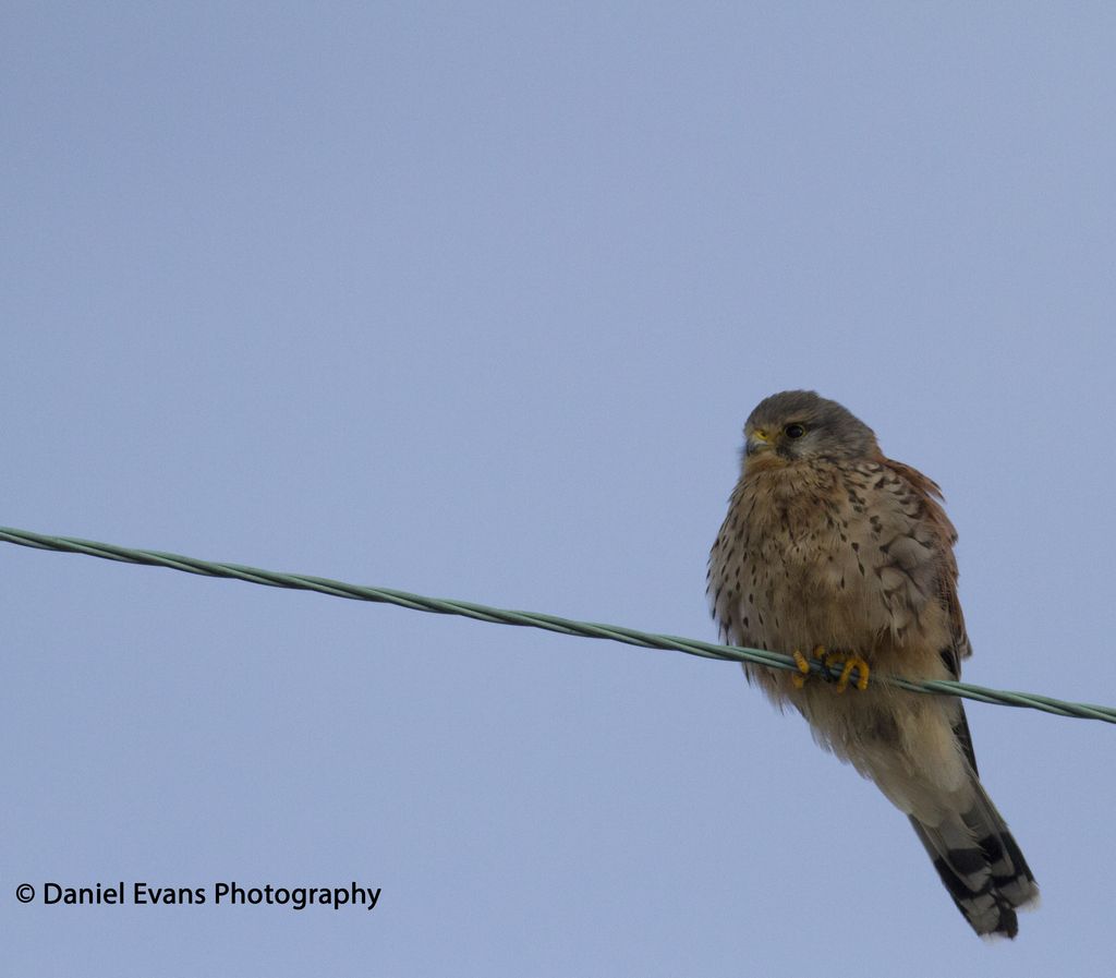 Male Kestrel