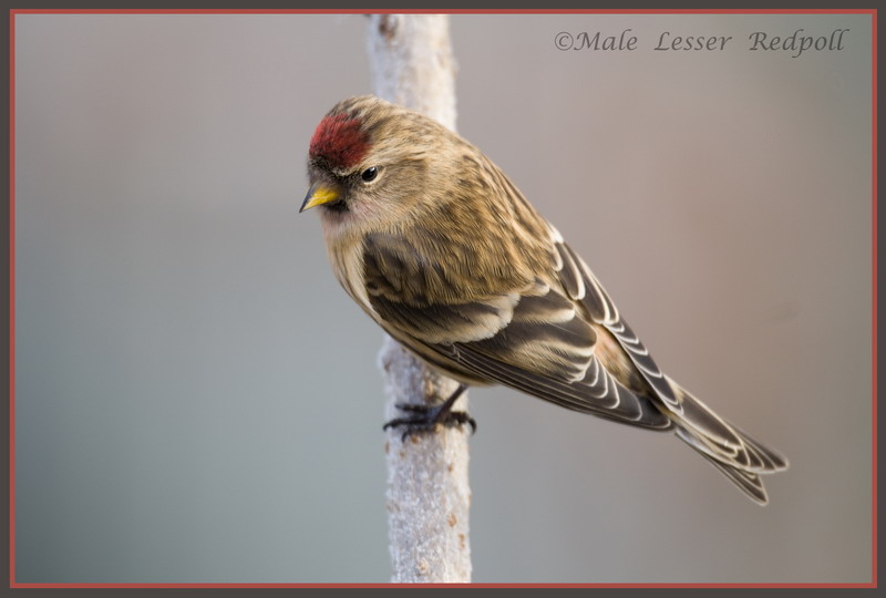 Male Lesser redpoll