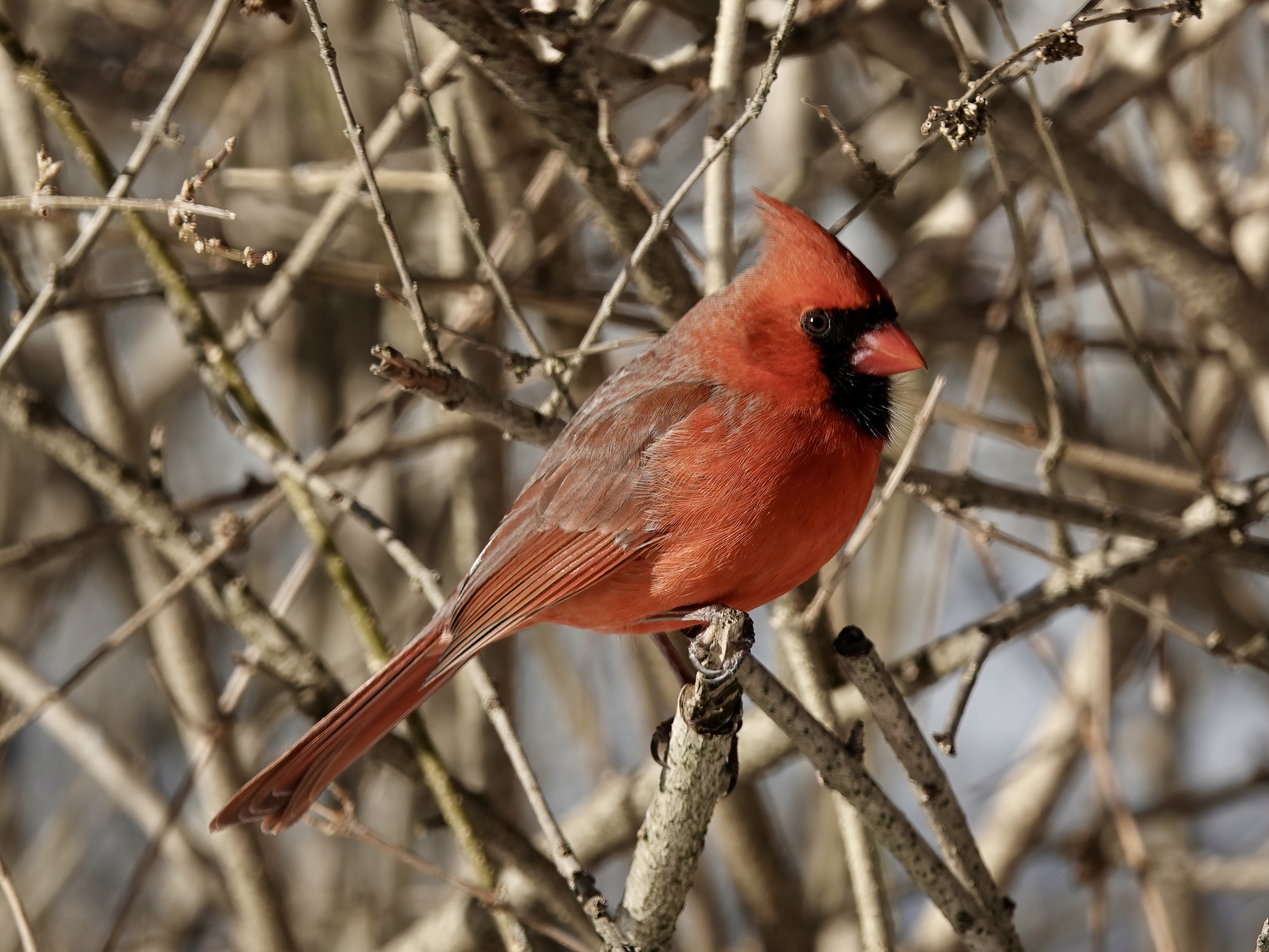 Male Northern Cardinal