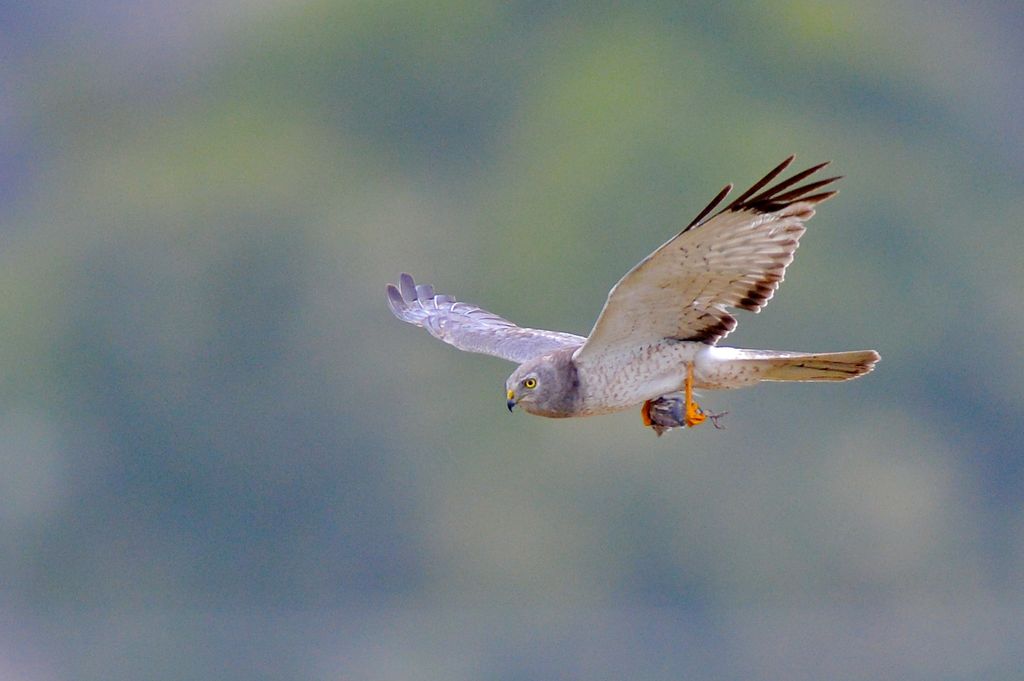 Male Northern Harrier