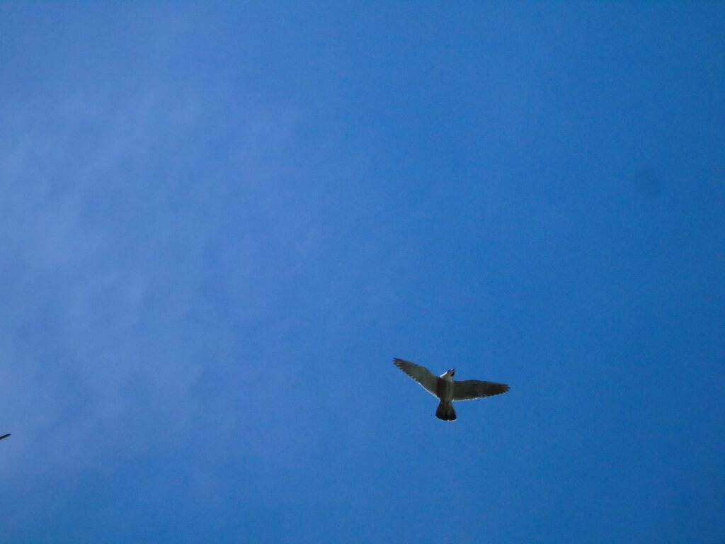 Male peregrine in flight over Cambridge