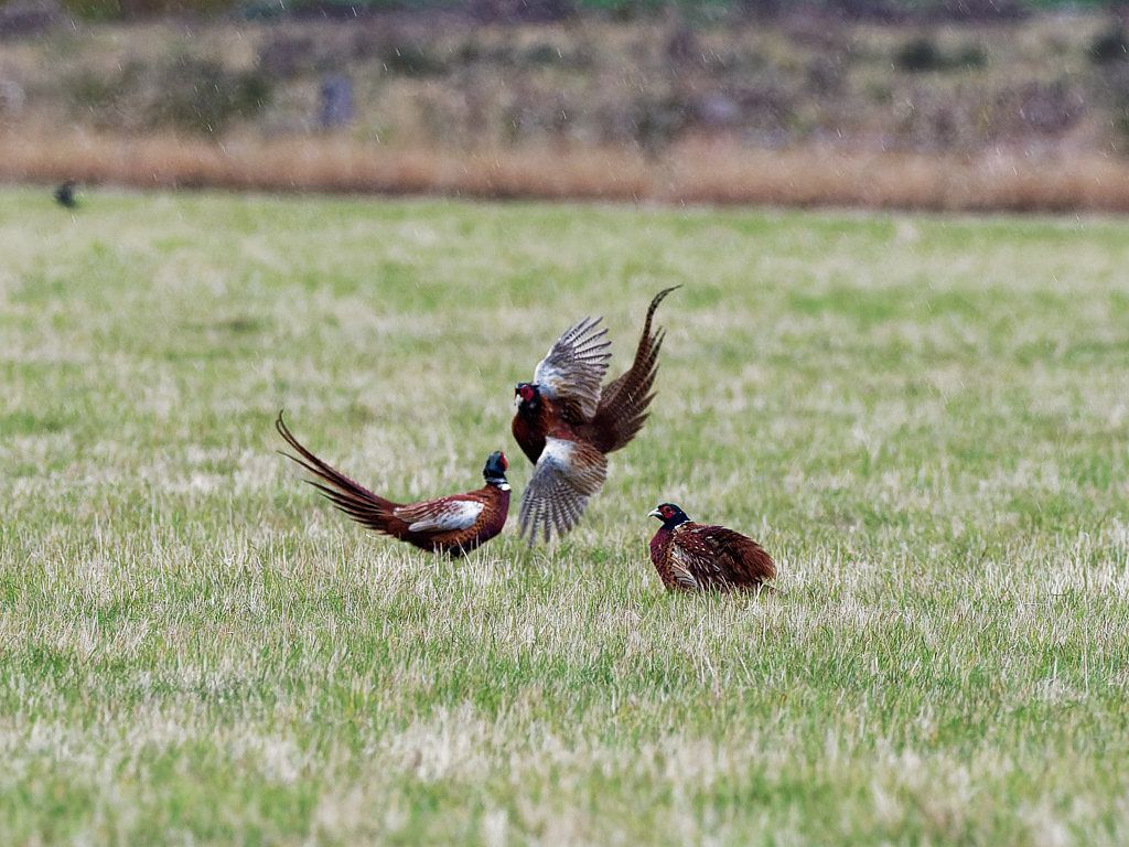 Male Pheasants fighting