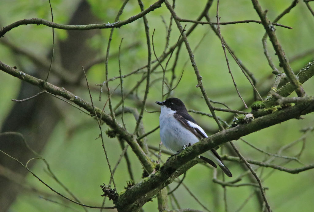 Male Pied Flycatcher