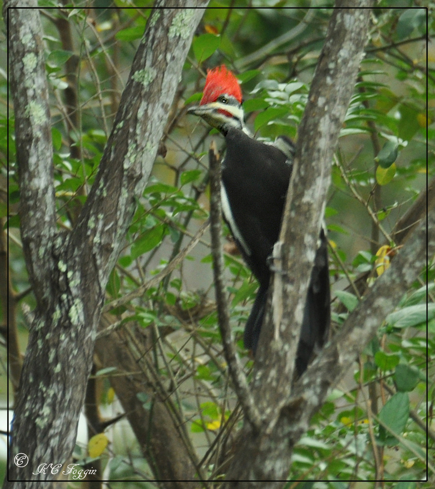 Male Pileated Woodpecker