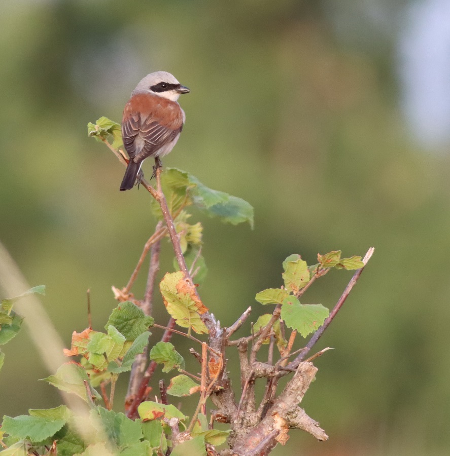 male red-backed shrike