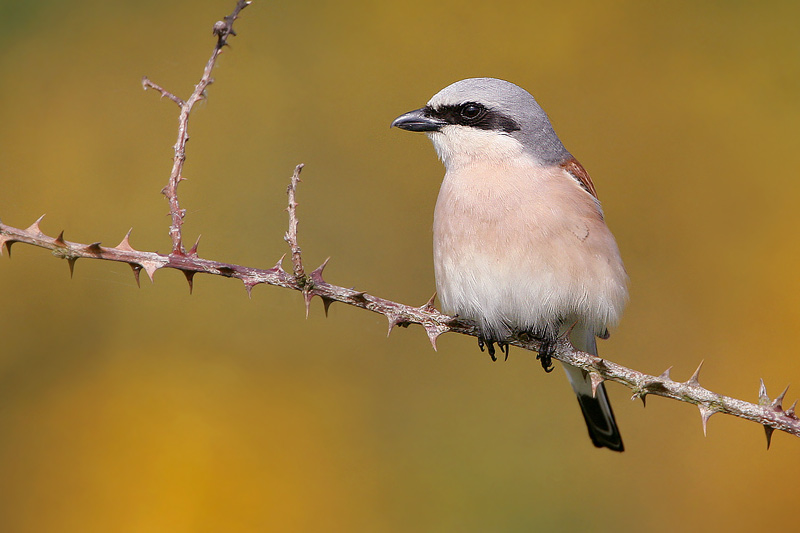 Male Red-backed Shrike