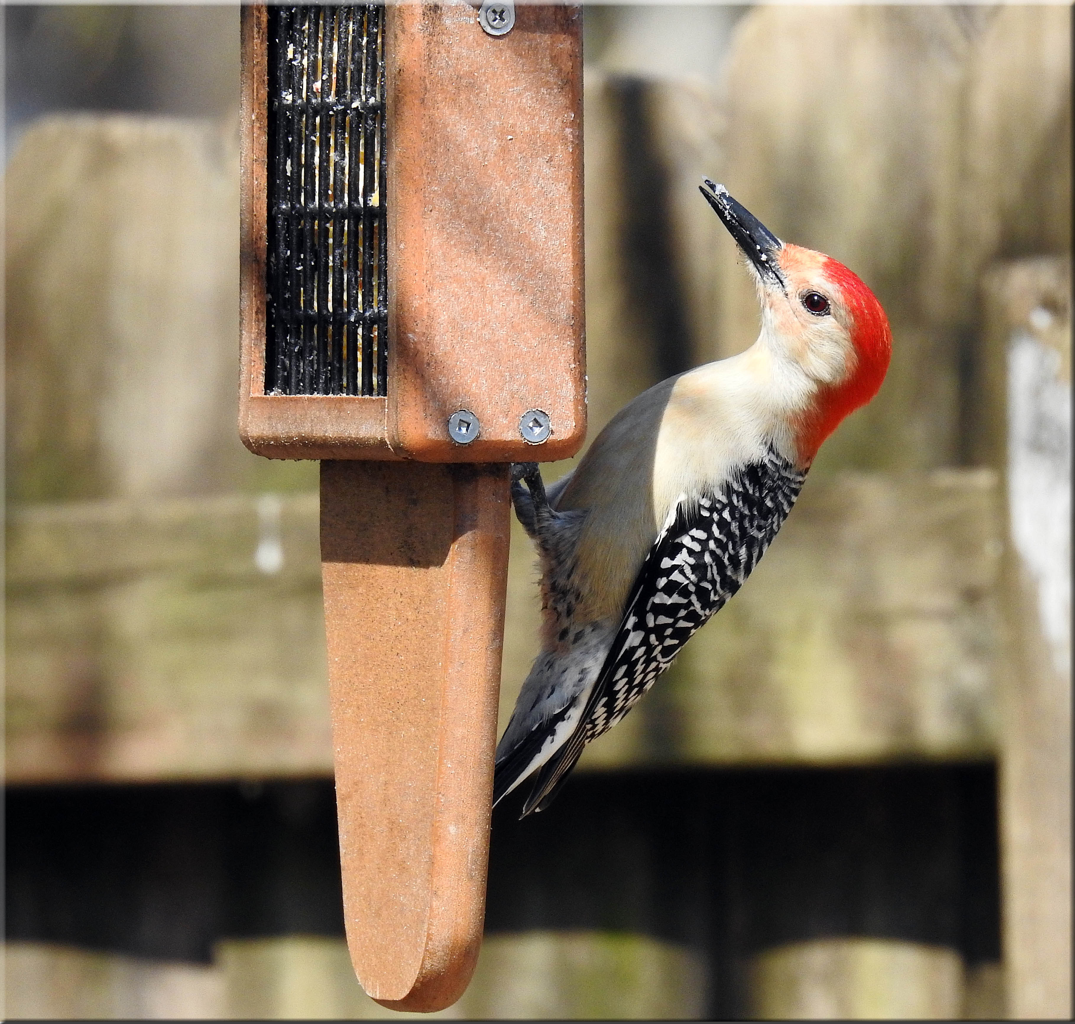 Male Red-bellied Woodpecker..jpg