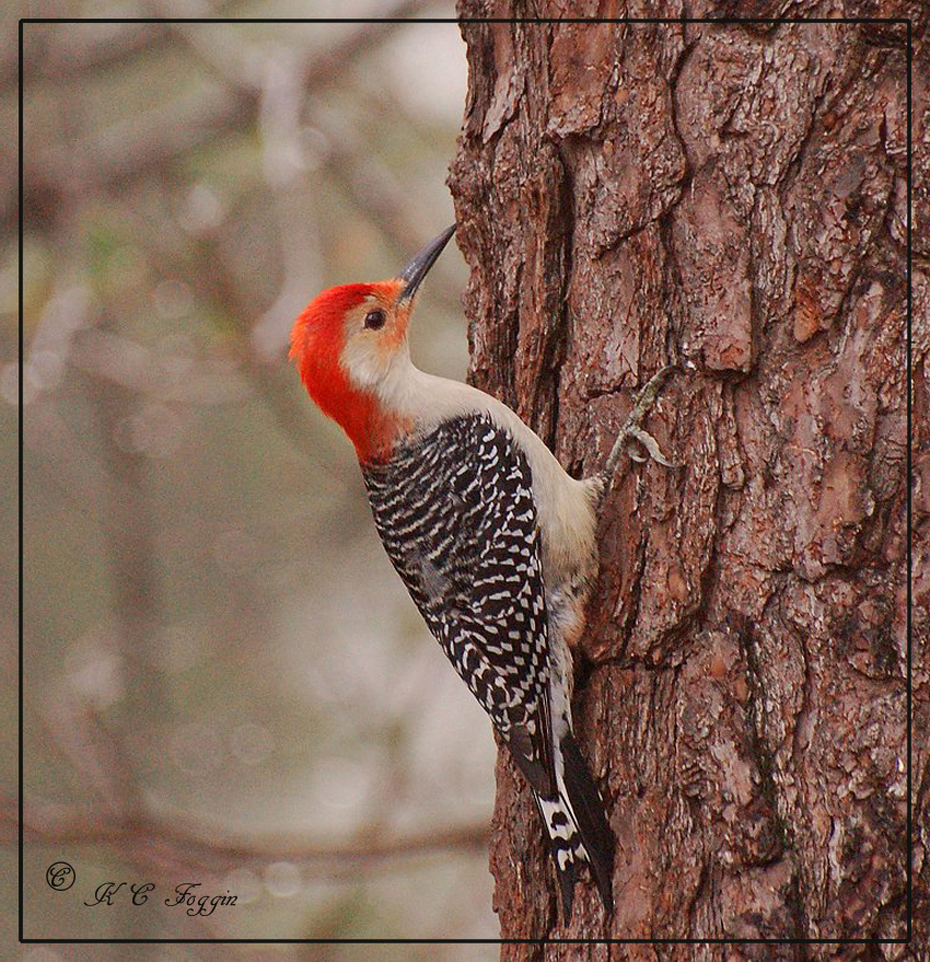 Male Red-bellied Woodpecker