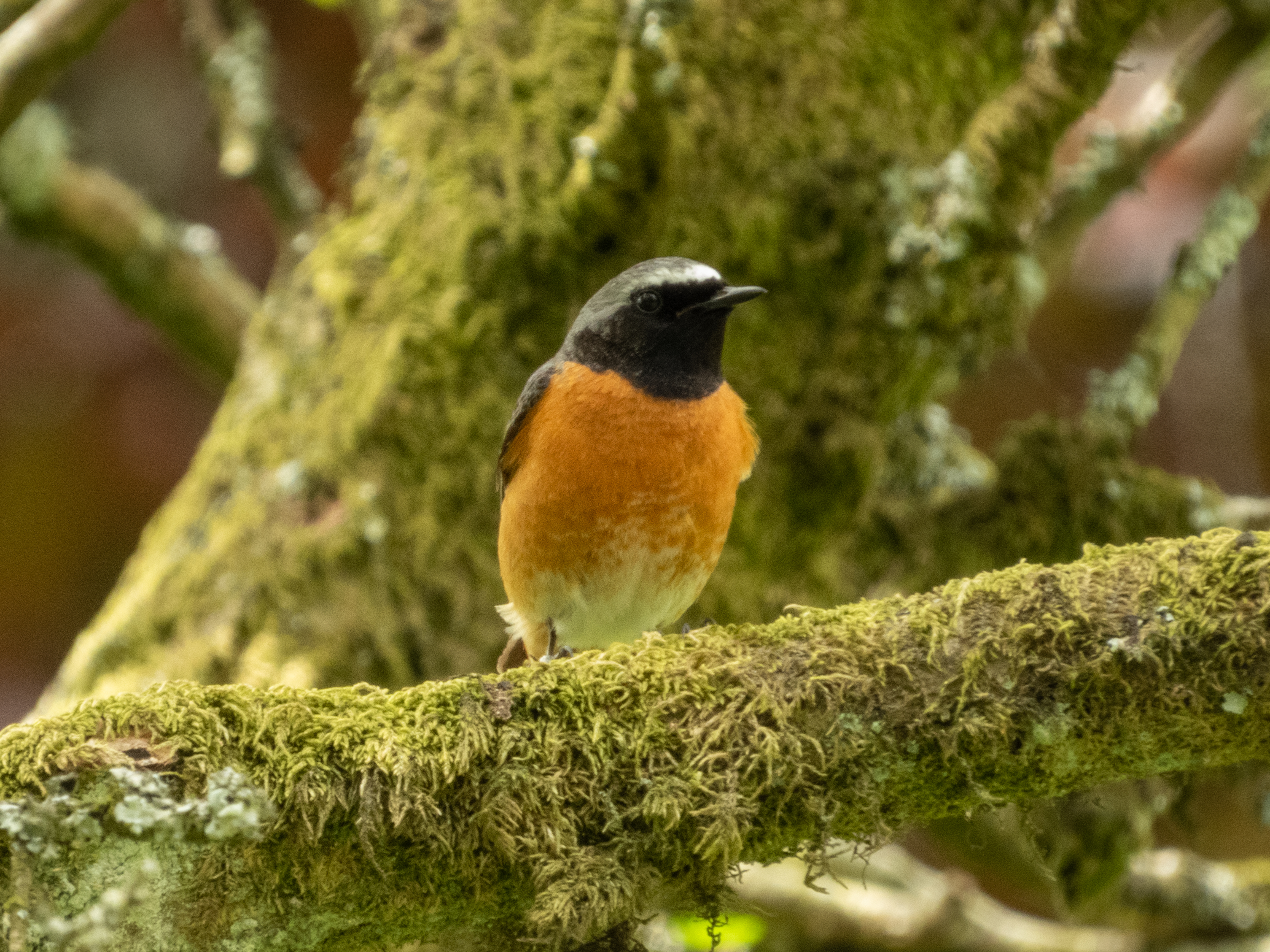 Male Redstart