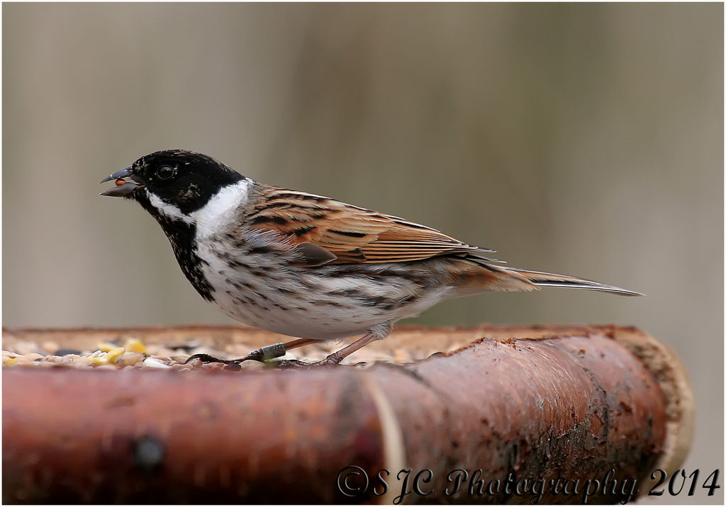 Male Reed Bunting