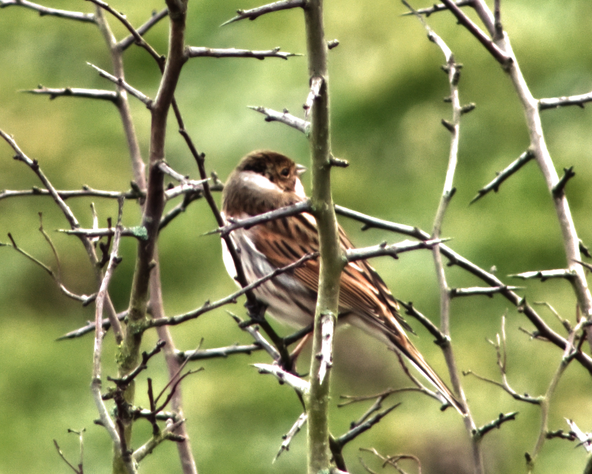 Male Reed Bunting