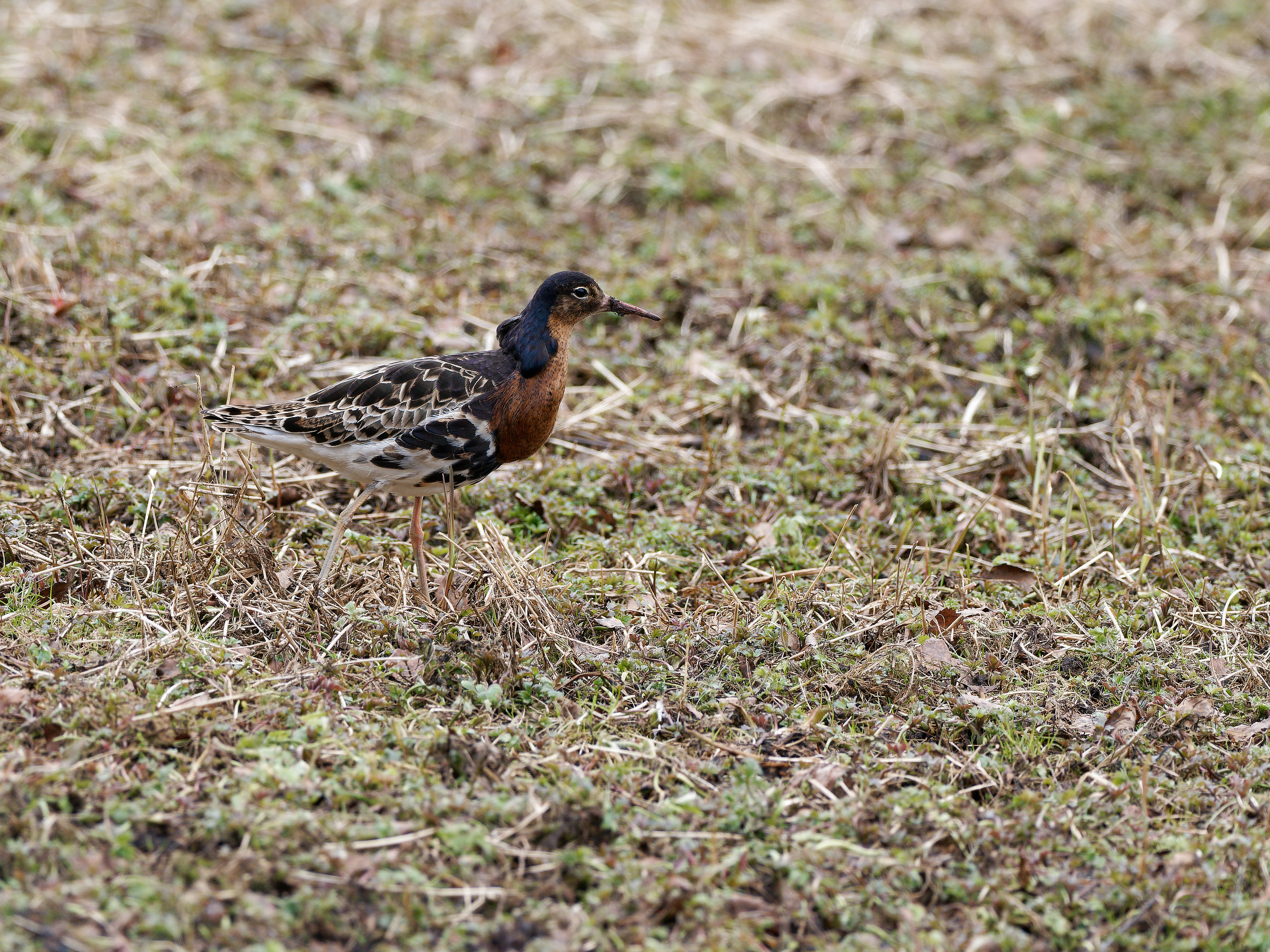 Male ruff