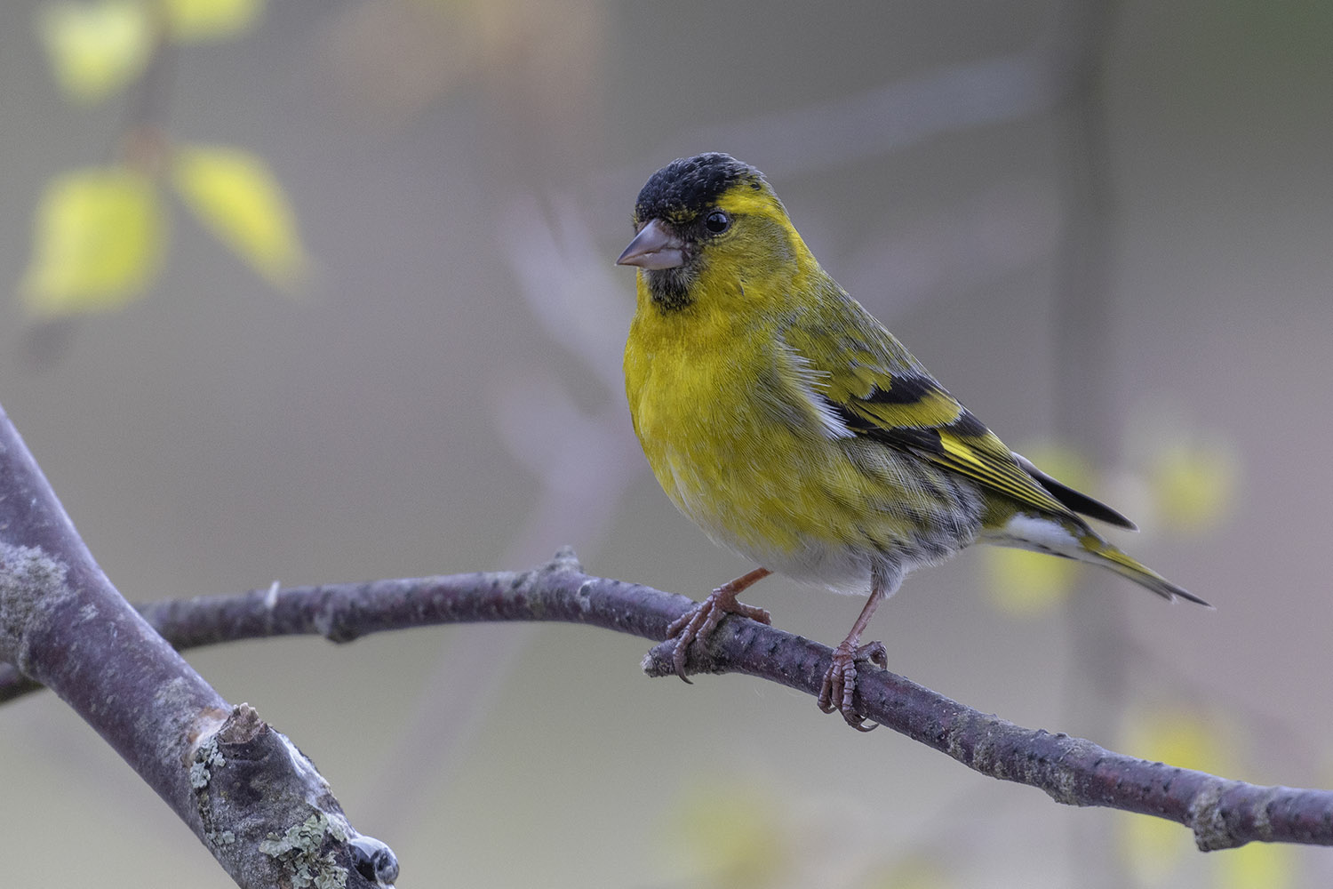 Male Siskin